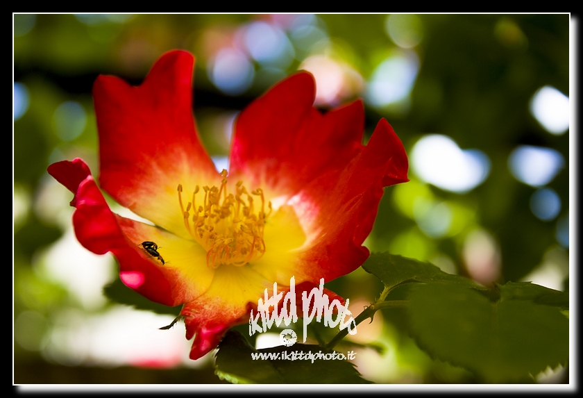 Rosa San'Anna300409_5